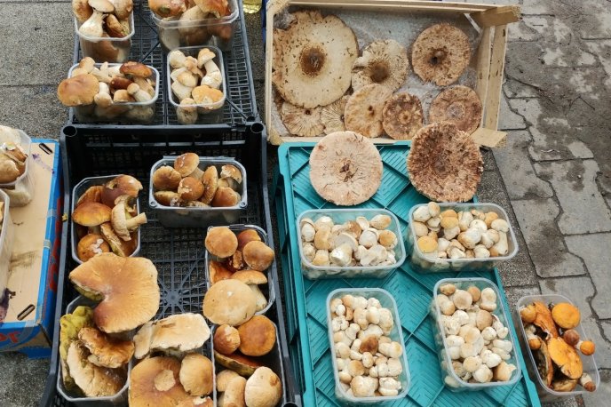 Gdzie na grzyby w Staszowskim